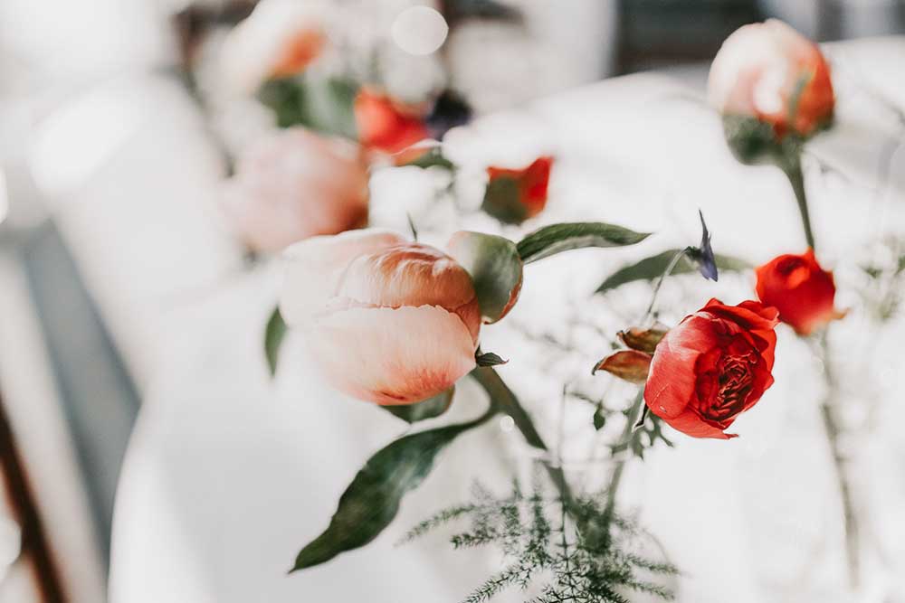 Blooming roses against a white table representing healing