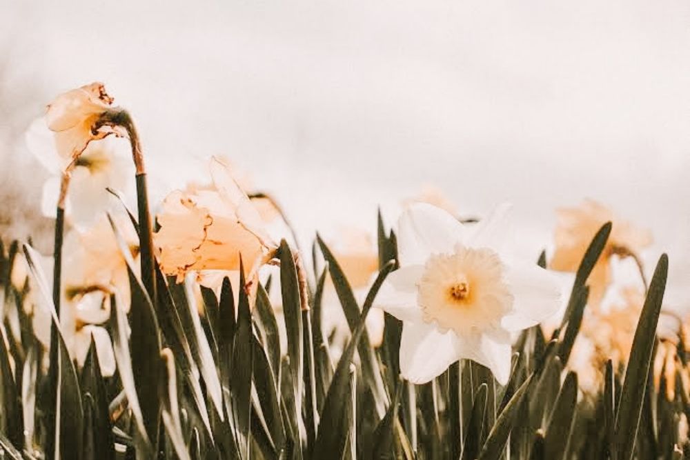 beautiful flowers in a big garden