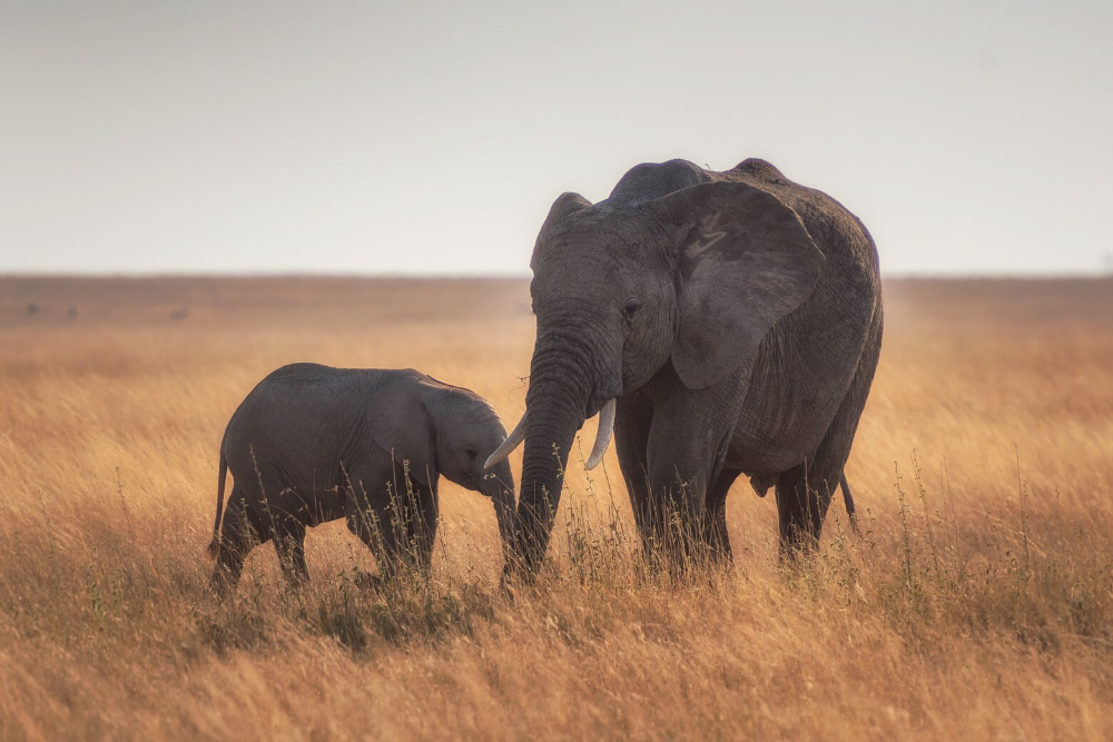 mother elephant baby elephant holding trunks in grassy plain